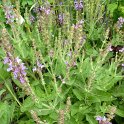 Salvia scabiosifolia fleur